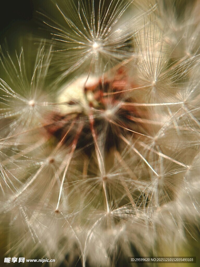 蒲公英种子特写