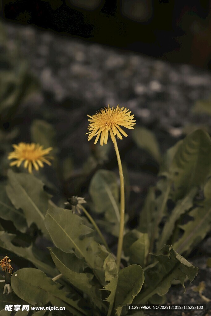 两朵绽放的黄色蒲公英