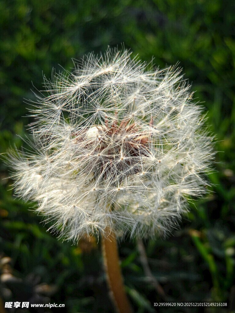 蒲公英特写