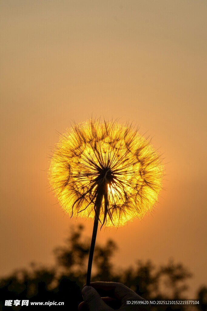 夕阳下的蒲公英