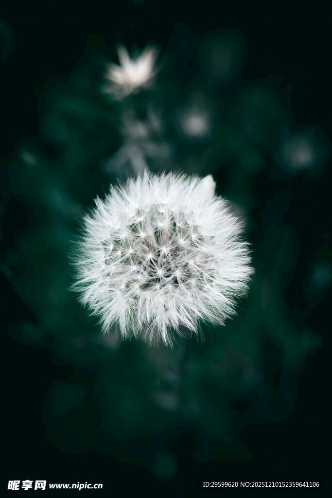白色蒲公英特写
