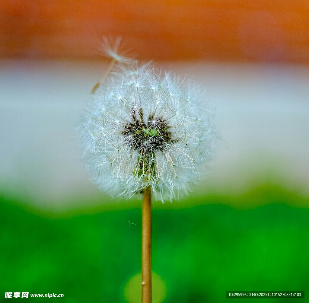 轻盈蒲公英 