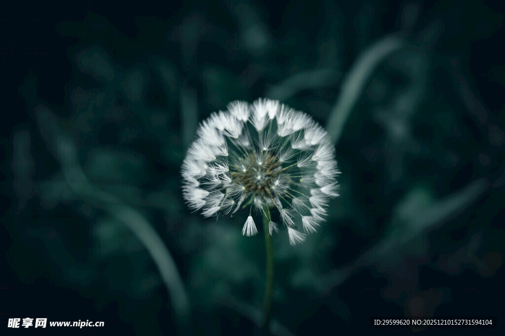 白色蒲公英特写
