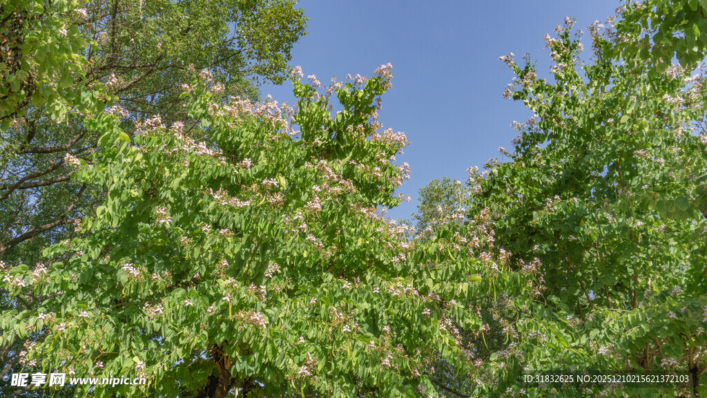 阳光下的翠绿树木