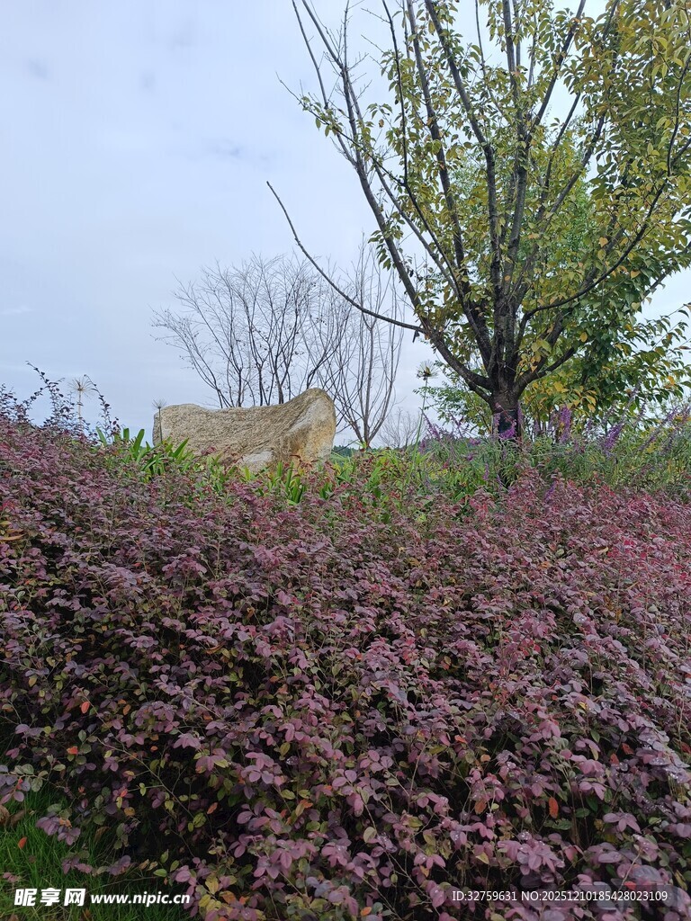 紫叶植物景观