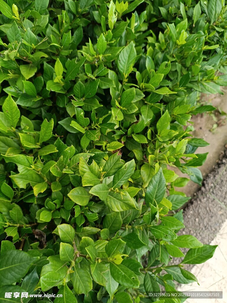 翠绿繁茂的绿植景观