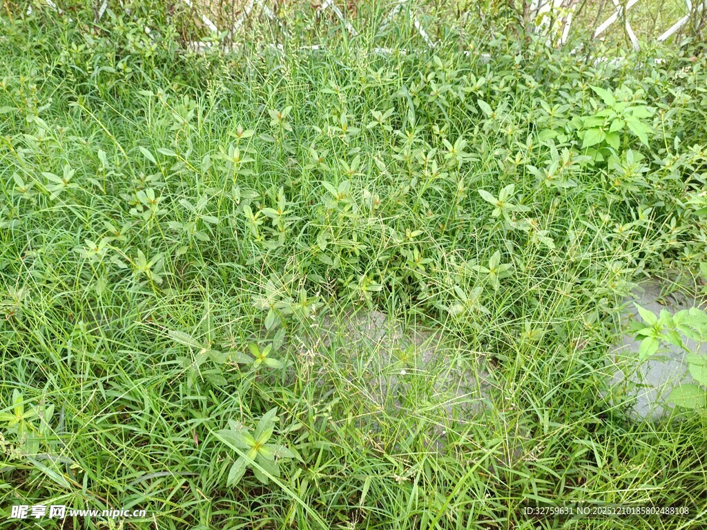 翠绿繁茂的草地景观