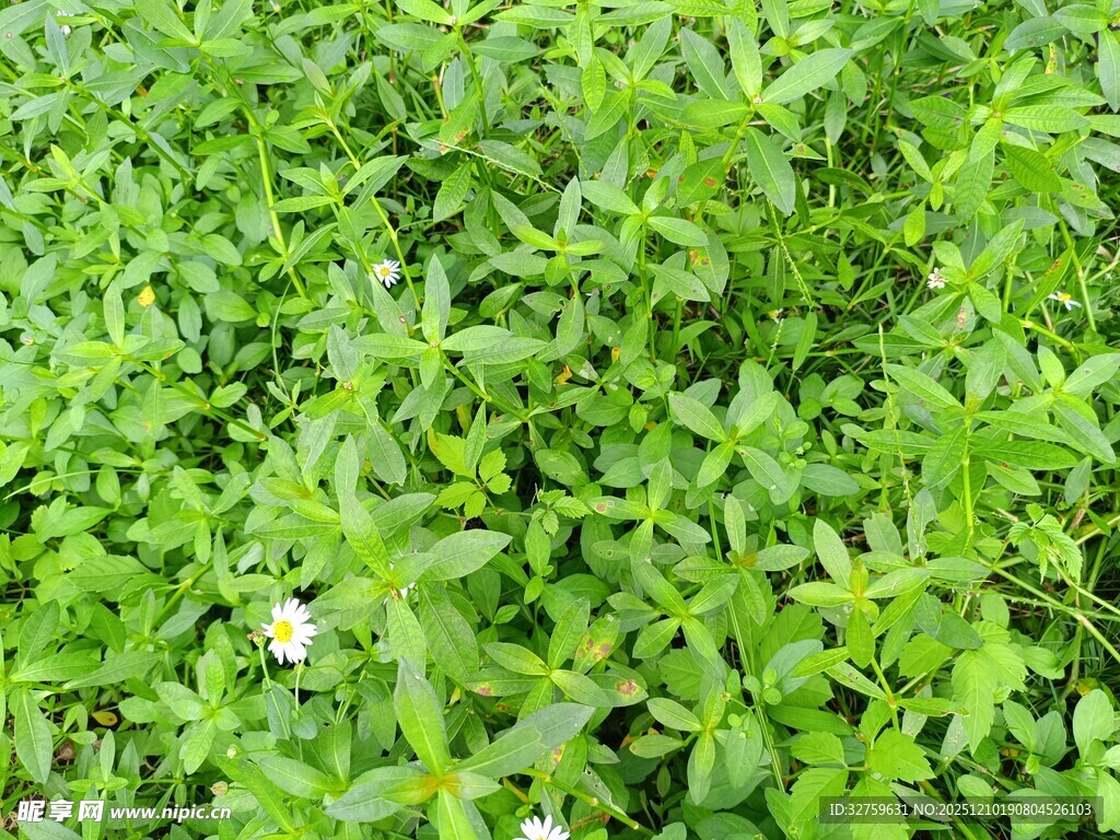 翠绿草地中的小白花