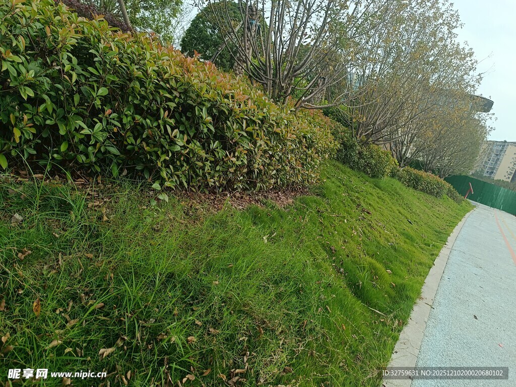 路边绿意盎然的草地与灌木