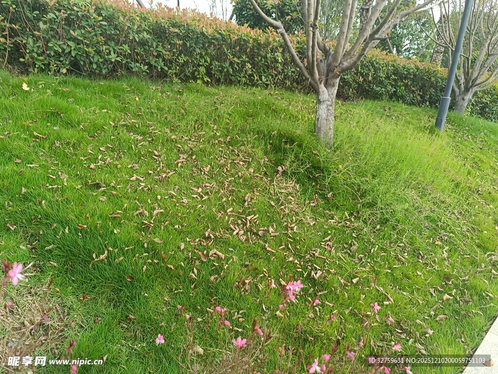 绿意盎然的草地与树木景观