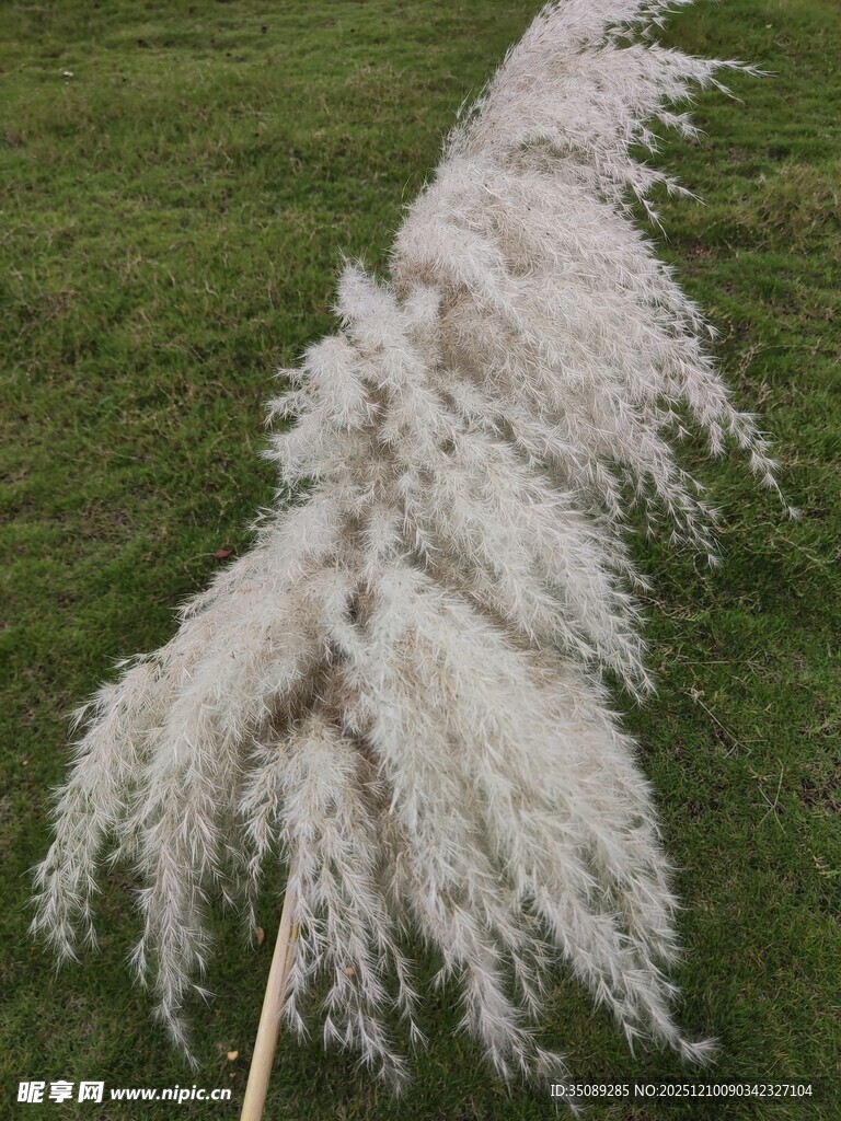 白色蒲苇花静立绿草地