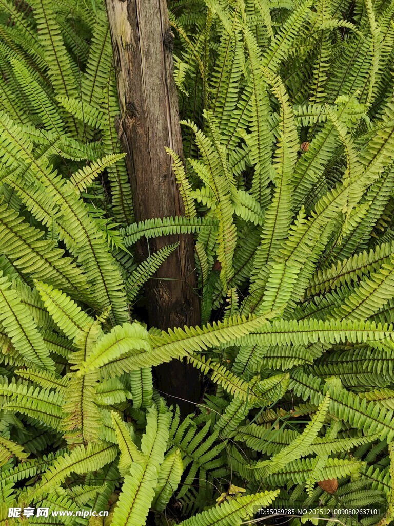 翠绿蕨类植物特写