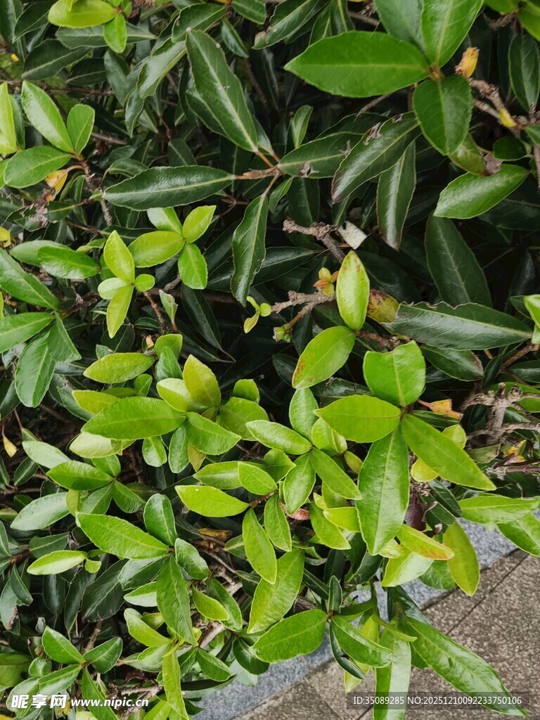 绿叶丛中的生机景象