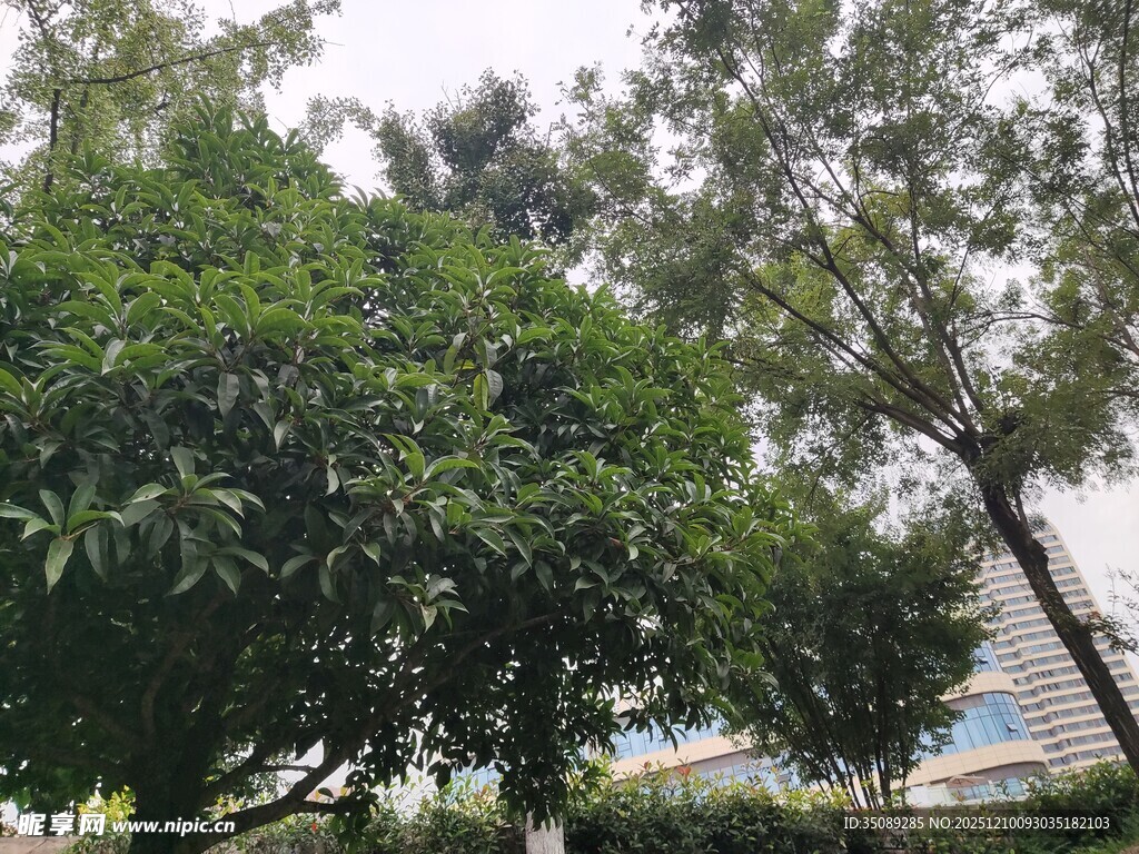 绿树成荫的户外景致
