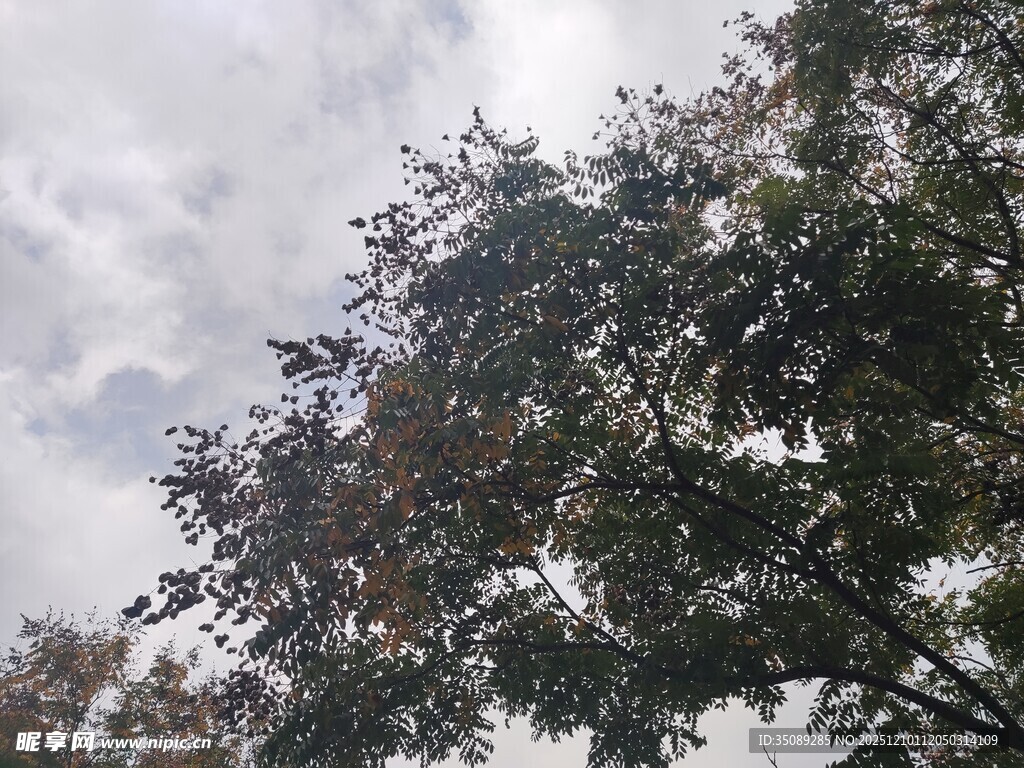 天空下的繁茂树木