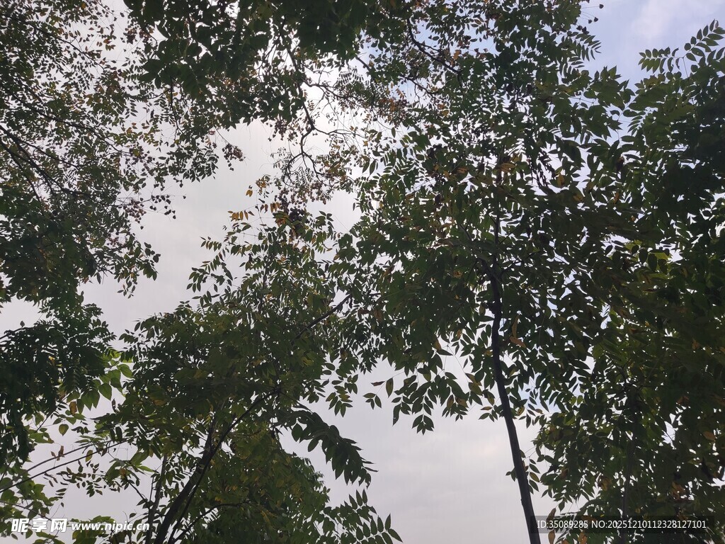 仰视茂密树林树冠