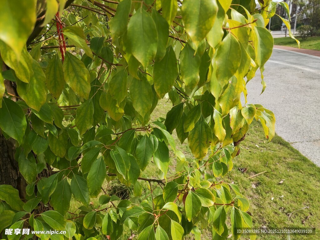翠绿树叶装点路边景致