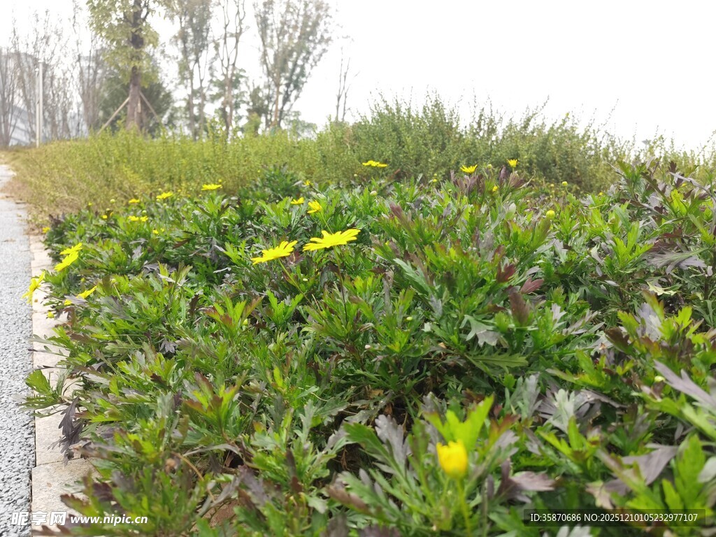 农田中的绿色植物景观
