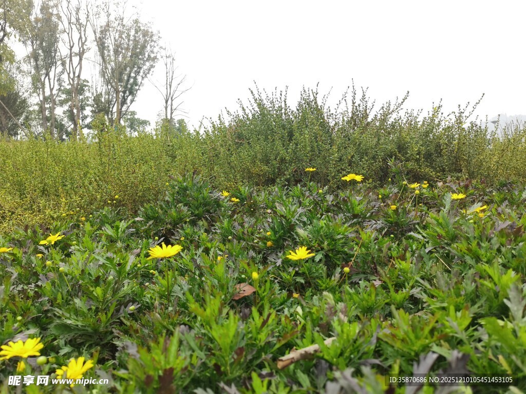 田野中的黄色小花绽放