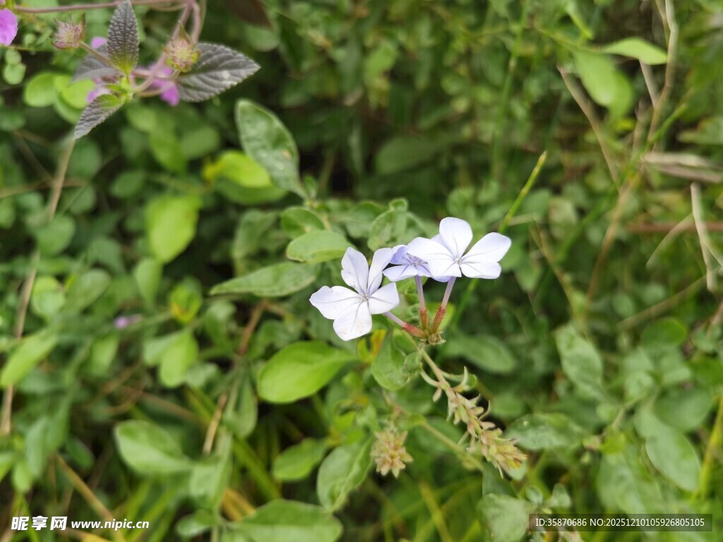 绿叶丛中的素雅白色小花