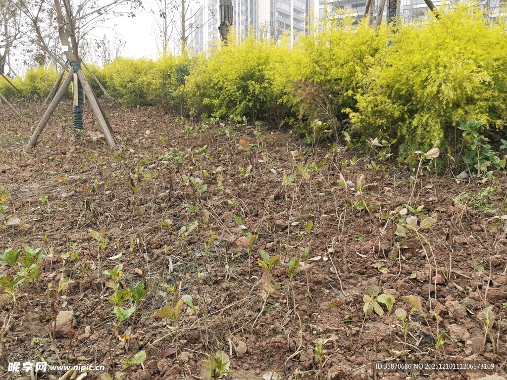 园林绿植景观地面覆枯叶