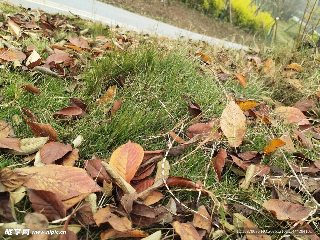 地面上的枯黄落叶与绿草
