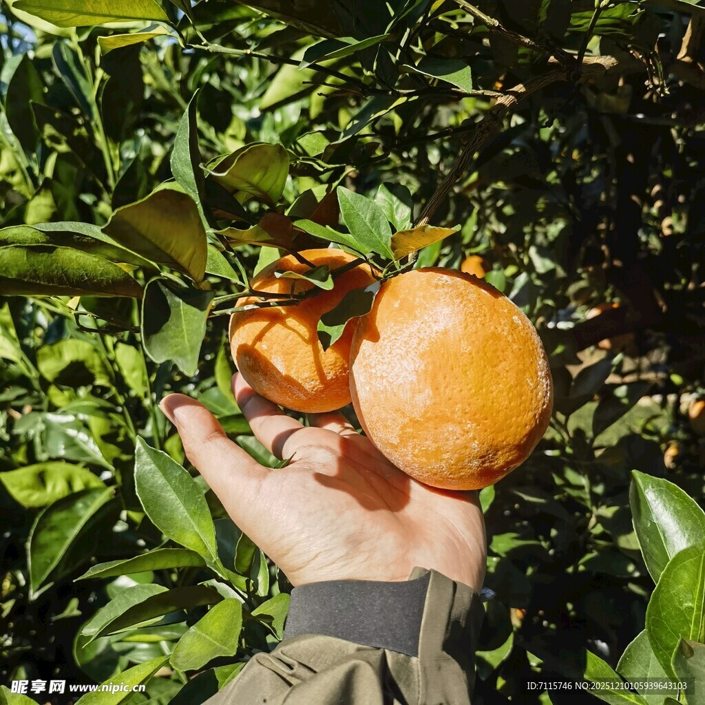 手捧树上成熟的新鲜脐橙