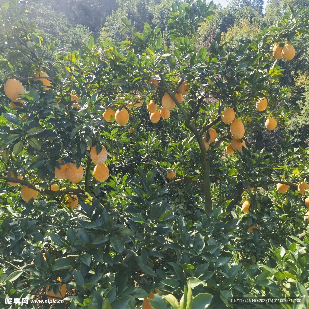 果园里硕果累累的脐橙树