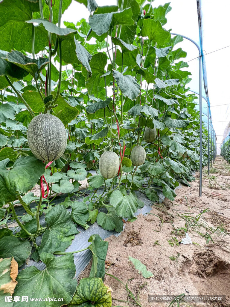 瓜田硕果累累的丰收景象