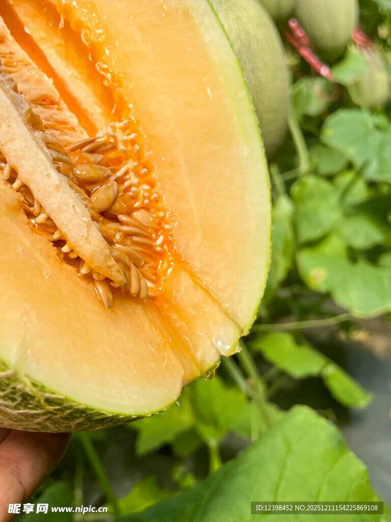 切开的新鲜哈密瓜