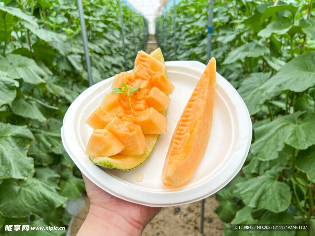 手捧新鲜切块甜瓜
