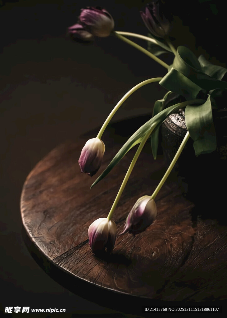 木盘上的紫色郁金香花苞