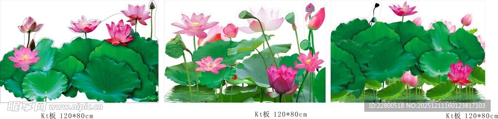 荷花背景KT板