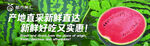  新鲜西瓜   灯箱广告