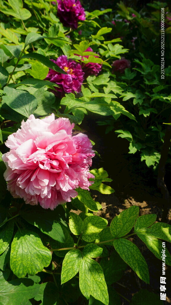 娇艳盛开的粉色牡丹花