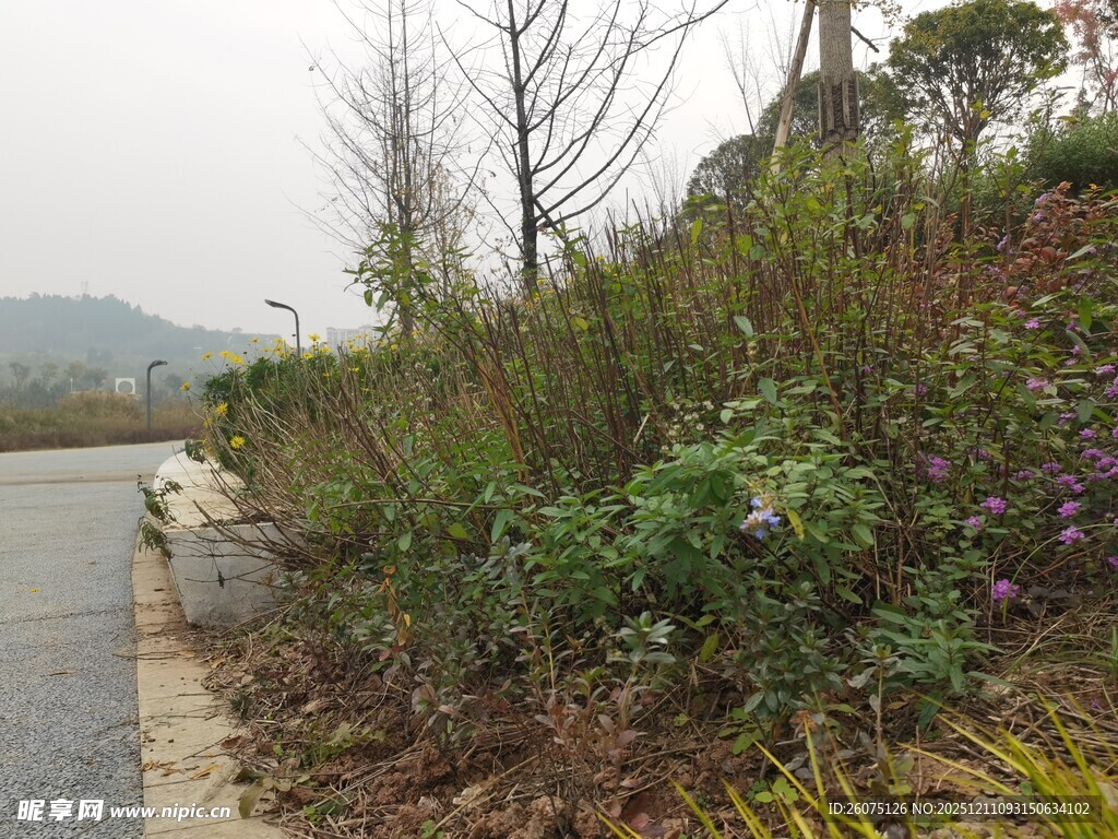 路边多彩植物景观
