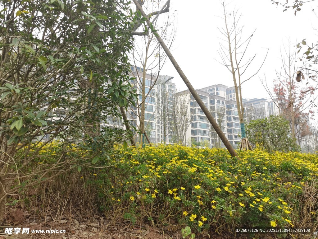 春日黄花与绿植相映成趣