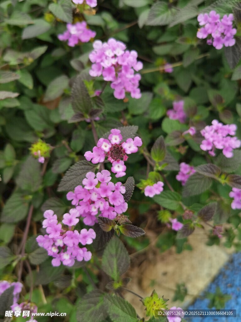 紫色小花绽放于绿叶间