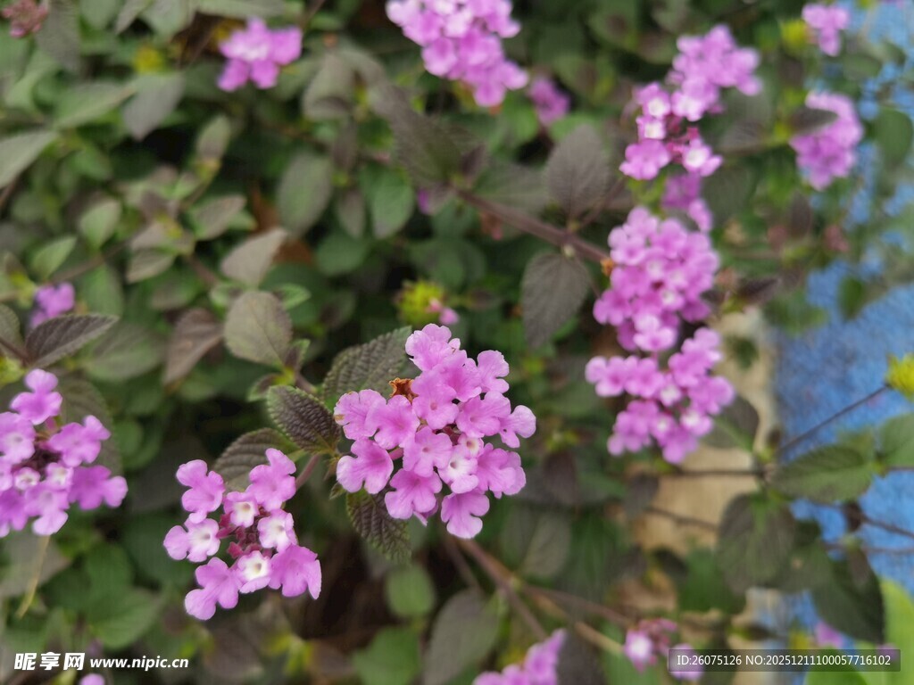 紫色小花绽放绿叶间