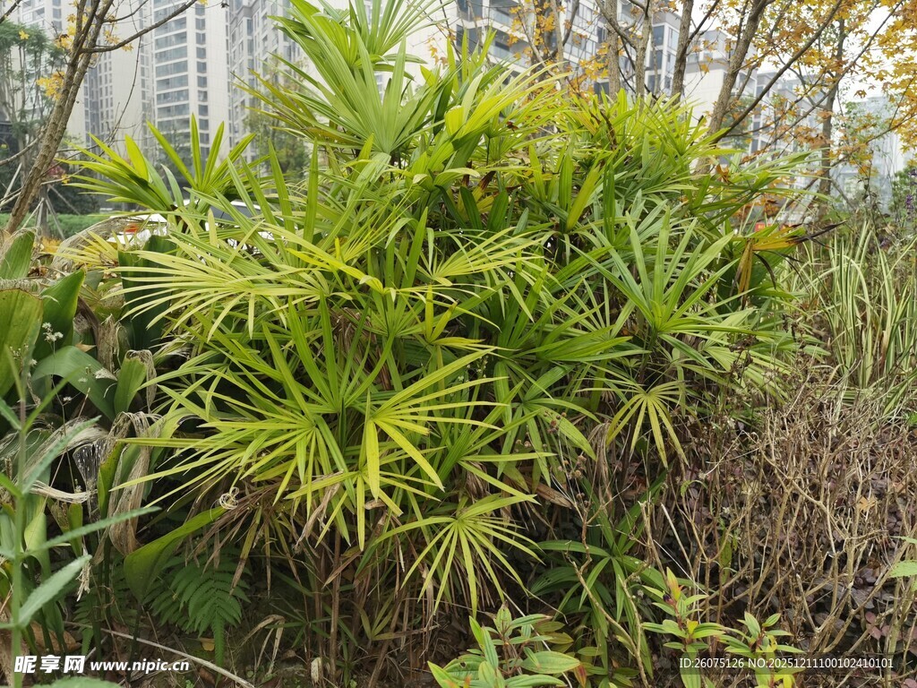翠绿丛生的观赏竹类植物