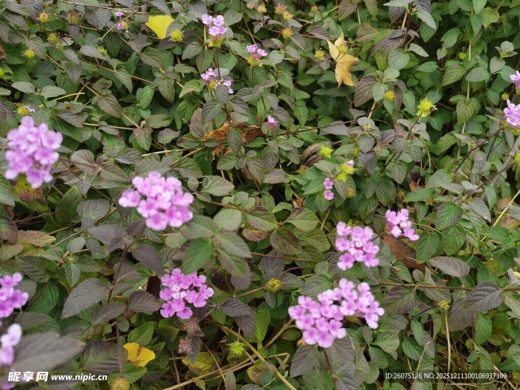 紫色小花绽放于绿叶间