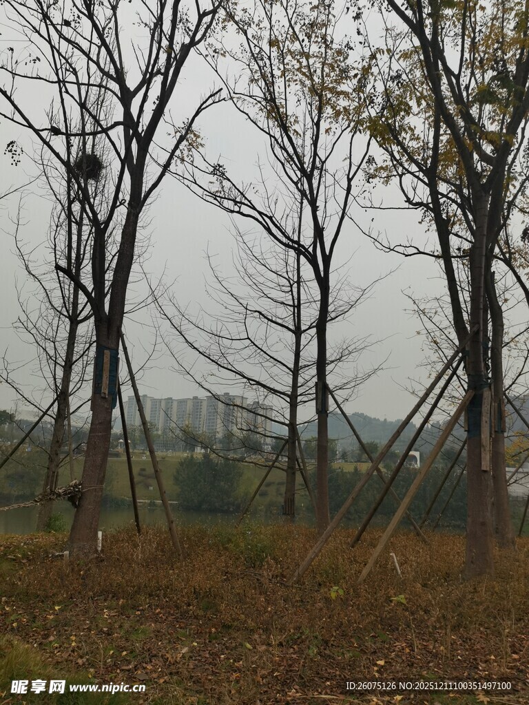 秋日枯树林景观