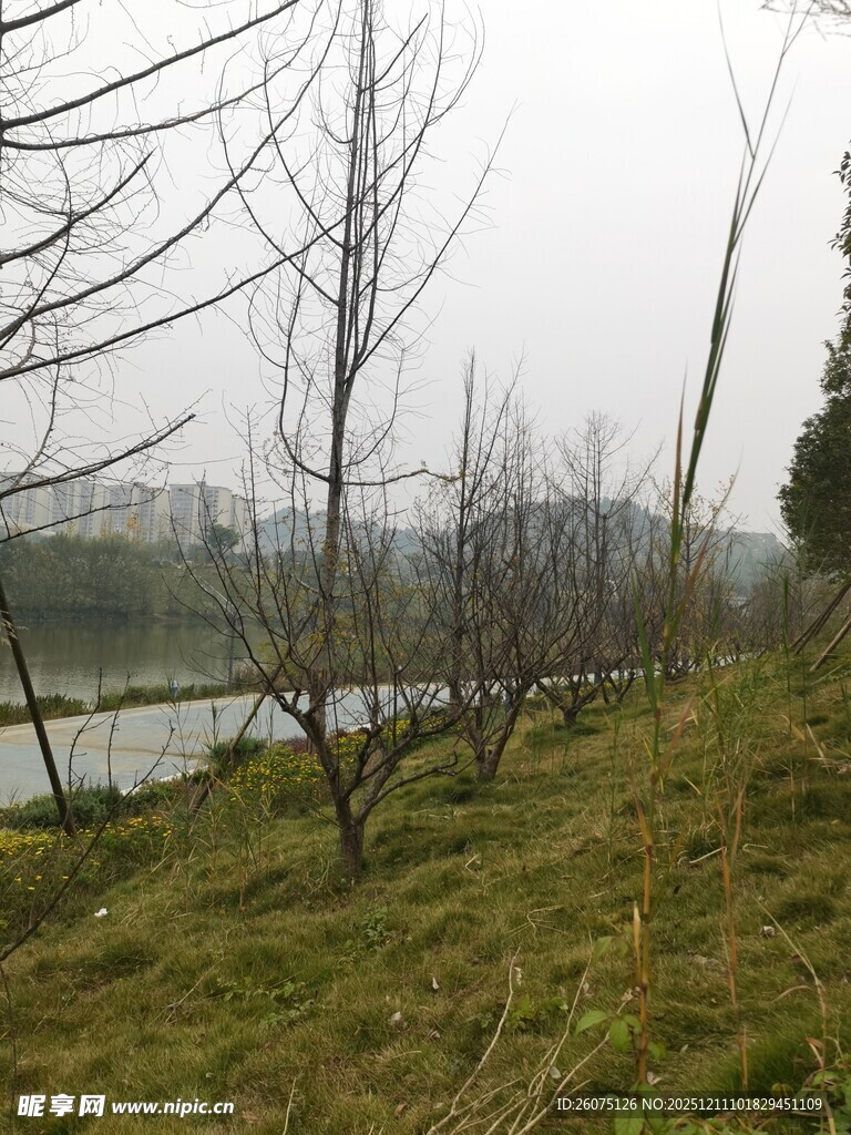 湖畔草地枯树冬日景象