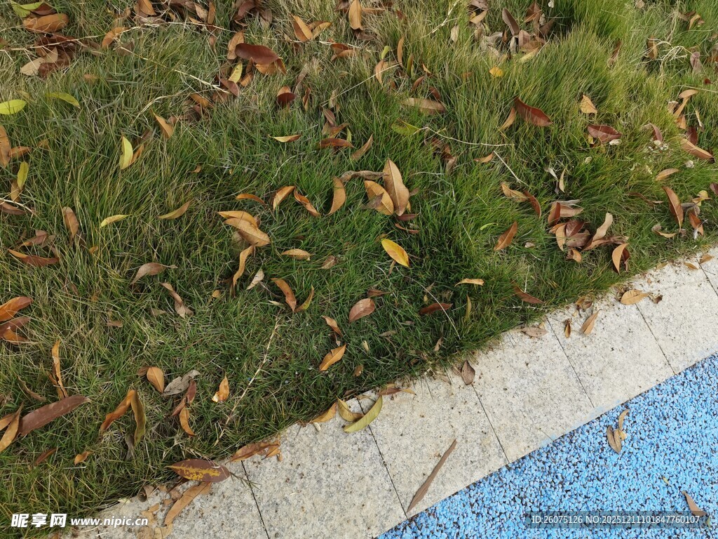 路边草地与落叶景象