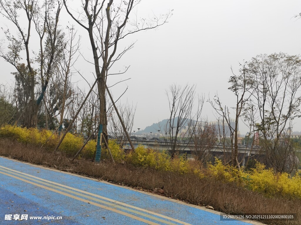 蓝道旁黄叶树木风景