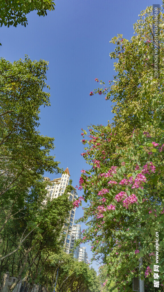 蓝天繁花绿树景致