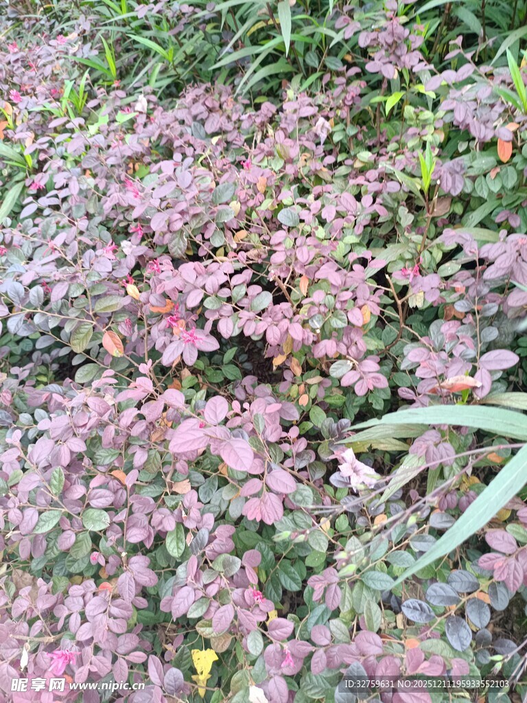 粉色繁茂植物景观