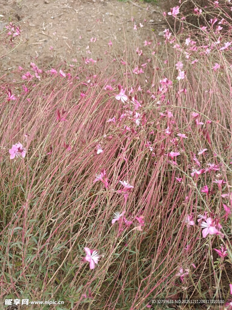 粉色烂漫花草景观