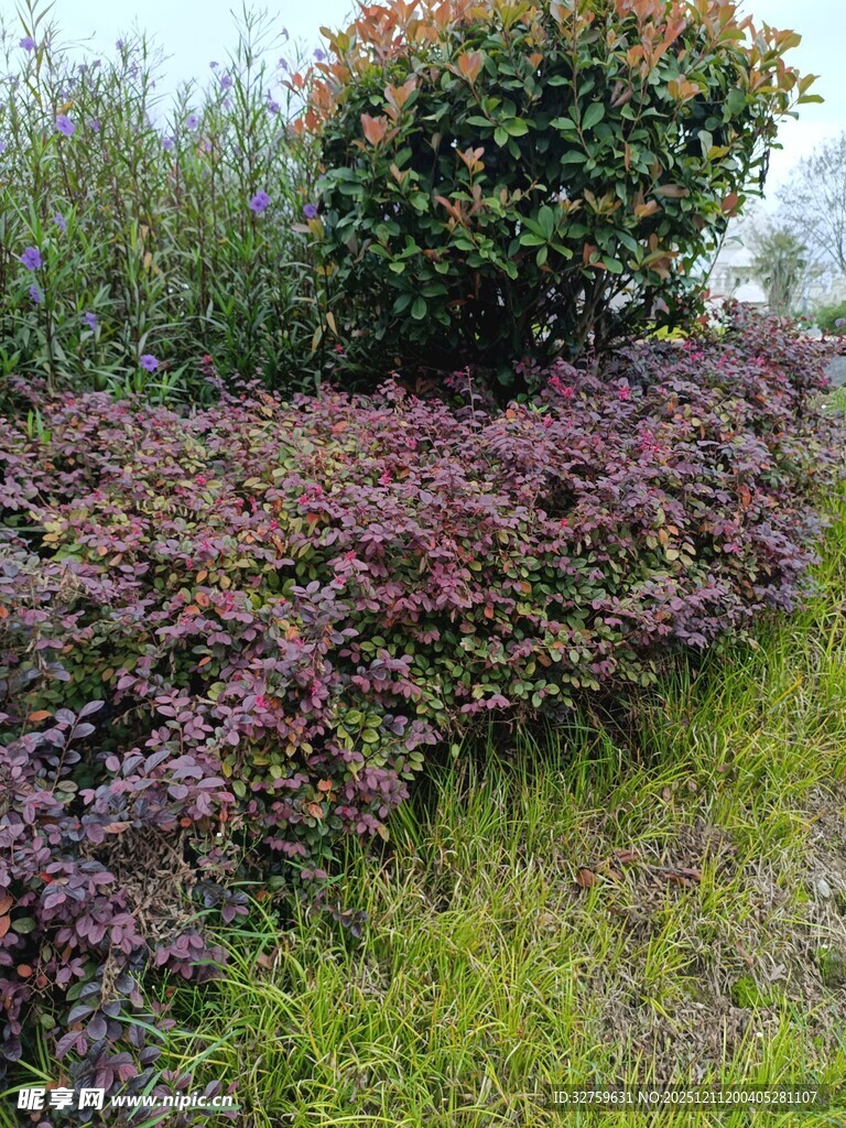 多彩灌木绿植景观