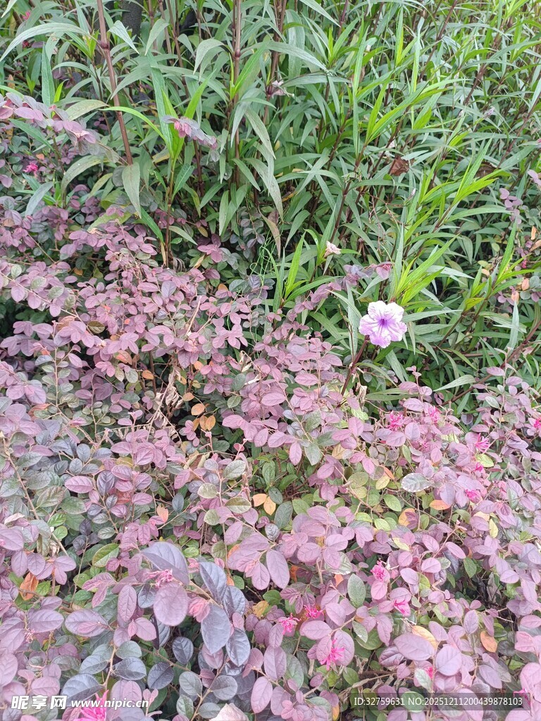 粉色花丛中的美丽小花